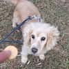 Ricki- ein stiller Herzenshund sucht sein Zuhause