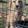 Ricki- ein stiller Herzenshund sucht sein Zuhause