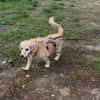 Ricki- ein stiller Herzenshund sucht sein Zuhause