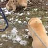 Ricki- ein stiller Herzenshund sucht sein Zuhause