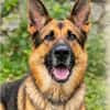 Toller Chico sucht dringend ein neues Zuhause