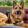 Toller Chico sucht dringend ein neues Zuhause