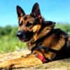 Toller Chico sucht dringend ein neues Zuhause