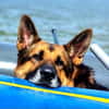 Toller Chico sucht dringend ein neues Zuhause