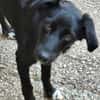 Freundlicher Levi sucht seine Familie