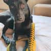 🐾 Ria sucht ihre Menschen