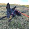 🐾 Ria sucht ihre Menschen