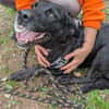 Sybelle