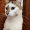 Bowie