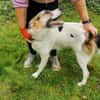 Kuschelbär Quinny sucht seine Familie