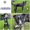 JAELINA ° mit angenehmen ruhigem Wesen