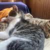 Flecki und Lea suchen eine Familie