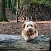 BALU - Großer Wachhund auf kurzen Beinen