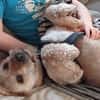 BALU - Großer Wachhund auf kurzen Beinen