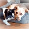 BALU - Großer Wachhund auf kurzen Beinen