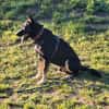 Eddy sucht aktives Zuhause