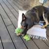 Eddy sucht aktives Zuhause