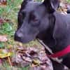 BLACKA sucht DRINGEND! ........