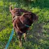 Coco sucht aktive Pflege- oder Endstelle