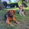 Remus sucht dringend neue Pflegestelle oder Zuhause