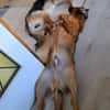 Remus sucht dringend neue Pflegestelle oder Zuhause