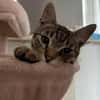 🐾Neugieriger Kater Woody🐾