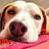 NATALE - Traumhund auf PS in Hessen