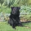 STANISLAUS -perfekter Begleiter-