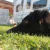 STANISLAUS -perfekter Begleiter-