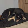 Stitch, ruhiger Welpe sucht neues Zuhause
