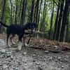 Stitch, ruhiger Welpe sucht neues Zuhause