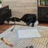Stitch, ruhiger Welpe sucht neues Zuhause