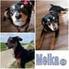 MEIKA -lebhaft & temperamentvoll-