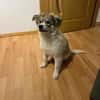 Tiva, intelligenter Welpe sucht neues Zuhause