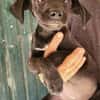 Kleine ♥ Ava ♥ liebe Junghündinschnute wartet in 26789 Leer