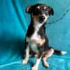 Traumhund DALE SUCHT SEINE Herzensmenschen