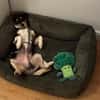 Traumhund DALE SUCHT SEINE Herzensmenschen