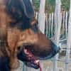 Traumhund Pluto sucht seine Familie