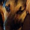 Traumhund Pluto sucht seine Familie