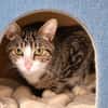 Idefix