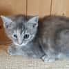 KITTY