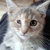 KITTY