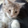 KITTY