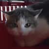 CIBOULETTE