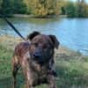 🐾 TEX, un grand cœur plein d’énergie et de tendresse ! 🐾
