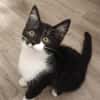Biquette