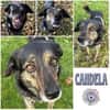 CANDELA * auf dem Weg zur Familienhündin
