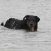 Delta - Frauenhund sucht Plätzchen