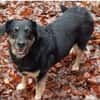 Delta - Frauenhund sucht Plätzchen