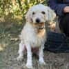 Hope -Kämpferherz Hope sucht sein Happy-End!